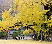 "황금빛 물든 600년 은행나무 보러 의령으로 오세요"