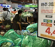 aT “배추 20포기 21만 원…작년보다 높고 평년보다는 낮아”