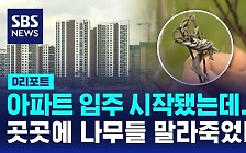 [D리포트] 에코델타시티 곳곳서 '말라죽은 나무들'…"토양 상태 불량"