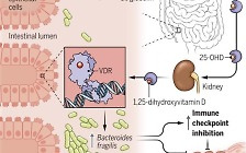 [사이테크+] "비타민D, 장내 세균 조절 암 면역력 향상…생쥐실험서 확인"