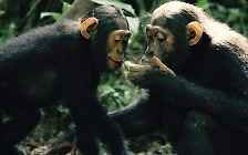 [사이언스샷] 박쥐 똥 먹는 침팬지, 신종 코로나 숙주 되나