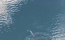 '구해줘서 고맙고래'…캐나다 석호에 갇힌 새끼 범고래, 한 달 만에 바다로[통신One]