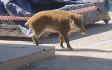 [밀착카메라] 도심 휘젓는 야생 멧돼지…드론 띄워 해법 찾는다