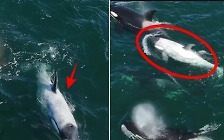 전 세계 단 5~6마리…초희귀 ‘흰범고래’ 나타났다[포착](영상)