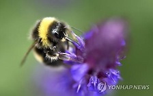 [사이테크+] 호박벌도 기후변화 직격탄…"둥지 온도 35℃ 넘으면 치명적"