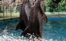돌고래 쇼 뛰다 줄줄이 폐사…“동물 학대” “상해 없는 훈련”[생각나눔]