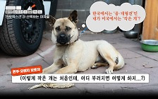 한국에서는 ‘큰 개’가 미국에서는 ‘작은 개’…‘한국 개’를 미국에 데려왔다[플랫]