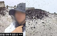 “북한산 정상까지 출몰” 징그러운 벌레떼…없애면 큰일 난다고? [지구, 뭐래?]