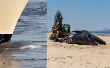 대형 유람선 충돌후 사체로 질질…멸종위기 긴수염고래의 비극