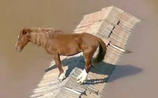 역대급 폭우에...브라질 홍수로 지붕으로 대피한 말 포착 [여기는 남미]