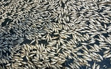 중국 한 호수 하룻밤 새 물고기 ‘8톤’ 폐사…이유는? [여기는 중국]