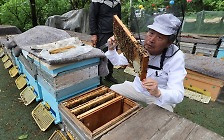 인류에게 소중한 꿀벌… ‘Bee명’ 들리면 어디든 왕진 [밀착취재]