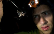 [사이언스카페] 성대모사로 박쥐 피하는 딱정벌레, 곤충계의 기발한 해커들