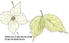 [소년중앙] 십자가 모양 흰 꽃의 비밀