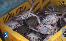[친절한 뉴스K] “꽃게 어획량 83% 늘어”…서해5도 어장 확대