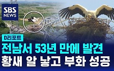 [D리포트] 전남서 53년 만에 발견…황새 알 낳고 부화 성공