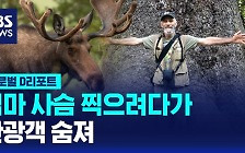 [글로벌D리포트] 엄마 사슴 찍으려다가…관광객 숨져