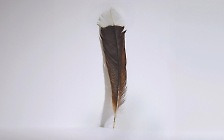 3900만원…‘세계에서 가장 비싼 깃털’ 된 멸종된 새 ‘후이아’의 깃털 [뉴스+]