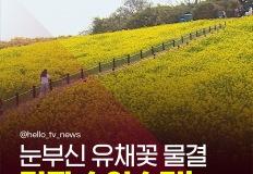 “여기가 바로 드라마 속 그곳” 폭삭속았수다 유채꽃밭 이미지