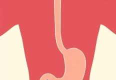간헐적 단식의 함정, 살 빠지는 줄 알았는데, 내장을 망가뜨린다. 이미지