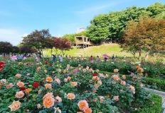 5월에는 여기 가세요! 전국 장미 명소 BEST4 이미지