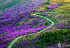 “온 세상이 분홍빛”… 안보면 후회할 전국 진달래 명소 TOP4 이미지