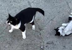 야외에 목줄로 묶여 있는 고양이..'손녀가 두고 가' 임보 및 입양 찾아요 이미지
