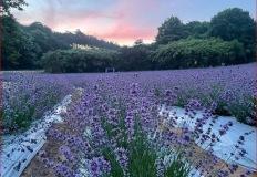 "끝없이 펼쳐진 2만평 보랏빛 정원, 직접 걸어보세요" 이미지