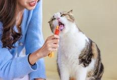 고양이 간식, 기분대로 주면 큰일! 제대로 주는 4가지 규칙 이미지