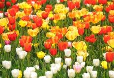 소중한 사람과 함께 떠나요, 국내 꽃 축제와 꽃말 알아보기 이미지