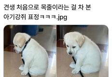처음으로 목줄찬 강아지 표정 이미지