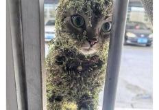 모험을 끝내고 돌아온 고양이 이미지