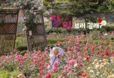 5월 가볼 만한 장미꽃 명소 5곳 이미지
