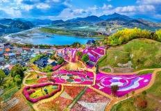“꽃바다에 빠지다”… 산청 생초공원 꽃잔디 만개 명소 이미지