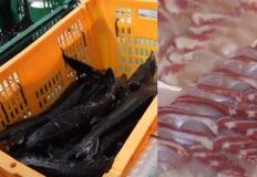 양식에 성공했는데… 아직도 회로 먹는 줄 모르는 '한국 생선' 이미지