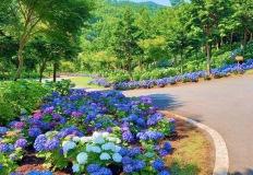 여기가 그 전쟁터 맞아? 수국정원부터 캠핑까지, 6월 특별 나들이 이미지