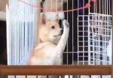 사랑받자 길거리 강아지가 단 2주 만에 보인 놀라운 반응 이미지