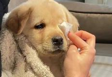 스쿠터에서 떨어진 강아지, 주인이 동생만 안아주자 보인 놀라운 반응 이미지