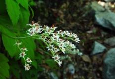 한결같은 모습으로 그 자리를 지키는 미덕...'돌단풍'(Maple-leaf mukden) 이미지
