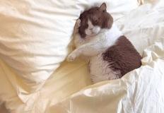 이불 속에서 꿈나라 여행 중인 고양이 이미지