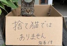 버려진 고양이 아닙니다.jpg 이미지