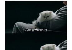 고양이를 쓰다듬으면 발생하는 신체의 변화 이미지