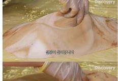 텍사스에서 먹을 수 있다는 1.3kg짜리 롤빵 이미지