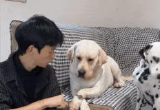 "아빠, 이것 좀 봐봐!" 강아지들이 주인 시선 뺏는 놀라운 방법 이미지