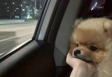 사색에 잠긴 멍뭉이.jpg 이미지