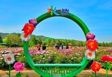 "6천 평 분홍 융단 깔렸다" 수만 송이 작약으로 물든 봄꽃 명소 이미지
