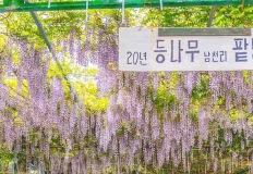 "초록과 보라의 환상적인 조화! 부산 감성 여행지 추천" 이미지