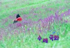 '보랏빛 꽃향기' 초여름의 시작, 수레국화 명소 4 이미지
