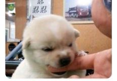 뒤에 참을 인이 3개나 있는데 이미지
