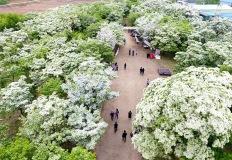 "1년 만에 다시 열린 전설의 꽃길" 수령 300년 이팝나무 숲 이미지